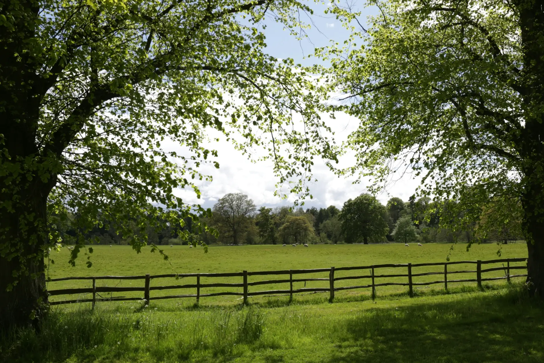 landscape with a fence